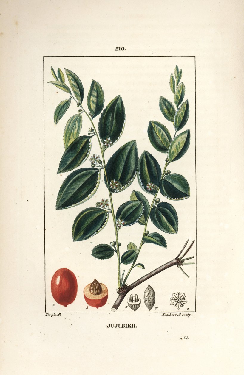 Jujubier tinktur moder - Jujube træ, Rhamnus zizyphus, med blomst, blad og frugt i snit. Håndfarvet stiplet kobberstik af Lambert Junior efter en tegning af Pierre Jean-Francois Turpin fra Chaumeton, Poiret og Chamberets "" La Flore af Pierre Jean Francois Turpin