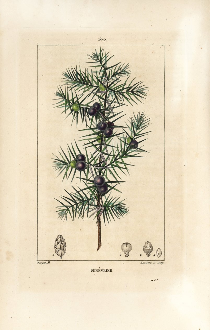 Enebærtræ, Juniperus vulgaris, viser blade, bær og stilk. Håndkoloreret kobberstik af Lambert Junior efter en tegning af Pierre Jean-Francois Turpin fra Chaumeton, Poiret og Chamberets "" La Flore Medicale,"" Paris, Panckoucke af Pierre Jean Francois Turpin