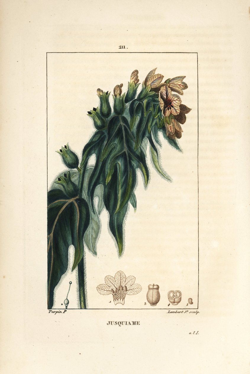 Jusquiame - Poison henbane, Hyoscyamus vulgaris, blomst, blad og frø. Håndfarvet stipplet kobberstik af Lambert Junior efter en tegning af Pierre Jean-Francois Turpin fra Chaumeton, Poiret og Chamberets "" La Flore Medicale,"" Paris, Panckou af Pierre Jean Francois Turpin
