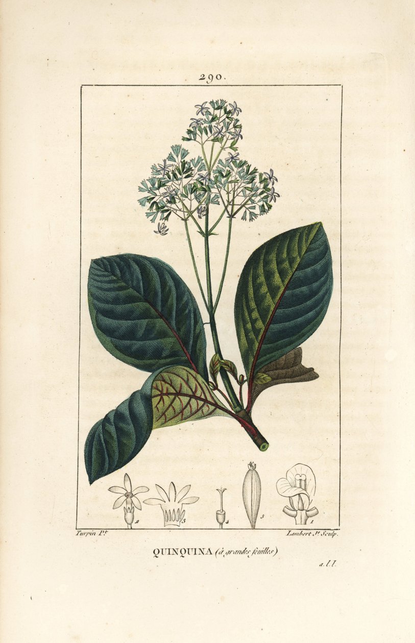 Ladenbergia oblongifolia (Cinchona magnifolia), med blomst, gren, blad og frø. Håndfarvet stiplet kobberstik af Lambert Junior efter en tegning af Pierre Jean-Francois Turpin fra Chaumeton, Poiret og Chamberets "" La Flore Medicale,"" Pa af Pierre Jean Francois Turpin