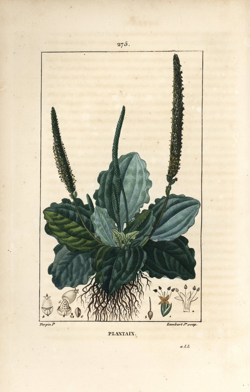 Stor plantain - plantain, plantain major, med blade, blomst og rødder. Håndfarvet stipplet kobberstik af Lambert Junior efter en tegning af Pierre Jean-Francois Turpin fra Chaumeton, Poiret og Chamberets "" La Flore Medicale,"" Paris, Panckou af Pierre Jean Francois Turpin