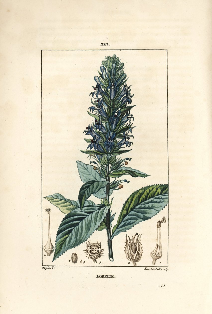 Stor lobelia eller sifilitisk lobelia - Blå kardinalblomst, Lobelia syphilitica. Håndfarvet stiplet kobberstik af Lambert Junior efter en tegning af Pierre Jean-Francois Turpin fra Chaumeton, Poiret og Chamberets "" La Flore Medicale,"" Par af Pierre Jean Francois Turpin
