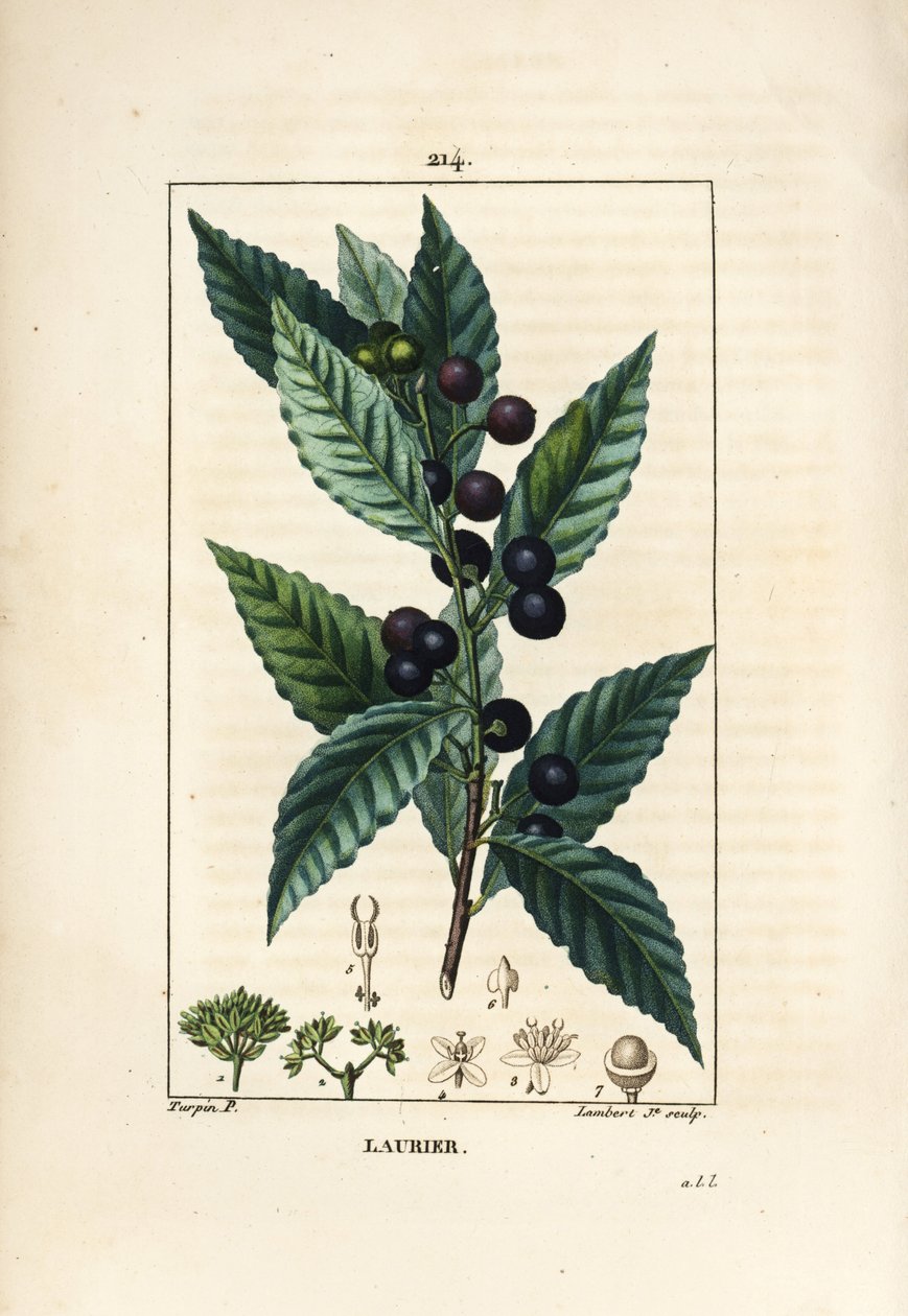Laurbærtræ, Laurus nobilis, med blade, bær og frø. Håndkoloreret kobberstik af Lambert Junior efter en tegning af Pierre Jean-Francois Turpin fra Chaumeton, Poiret og Chamberets "" La Flore Medicale,"" Paris, Panckoucke af Pierre Jean Francois Turpin
