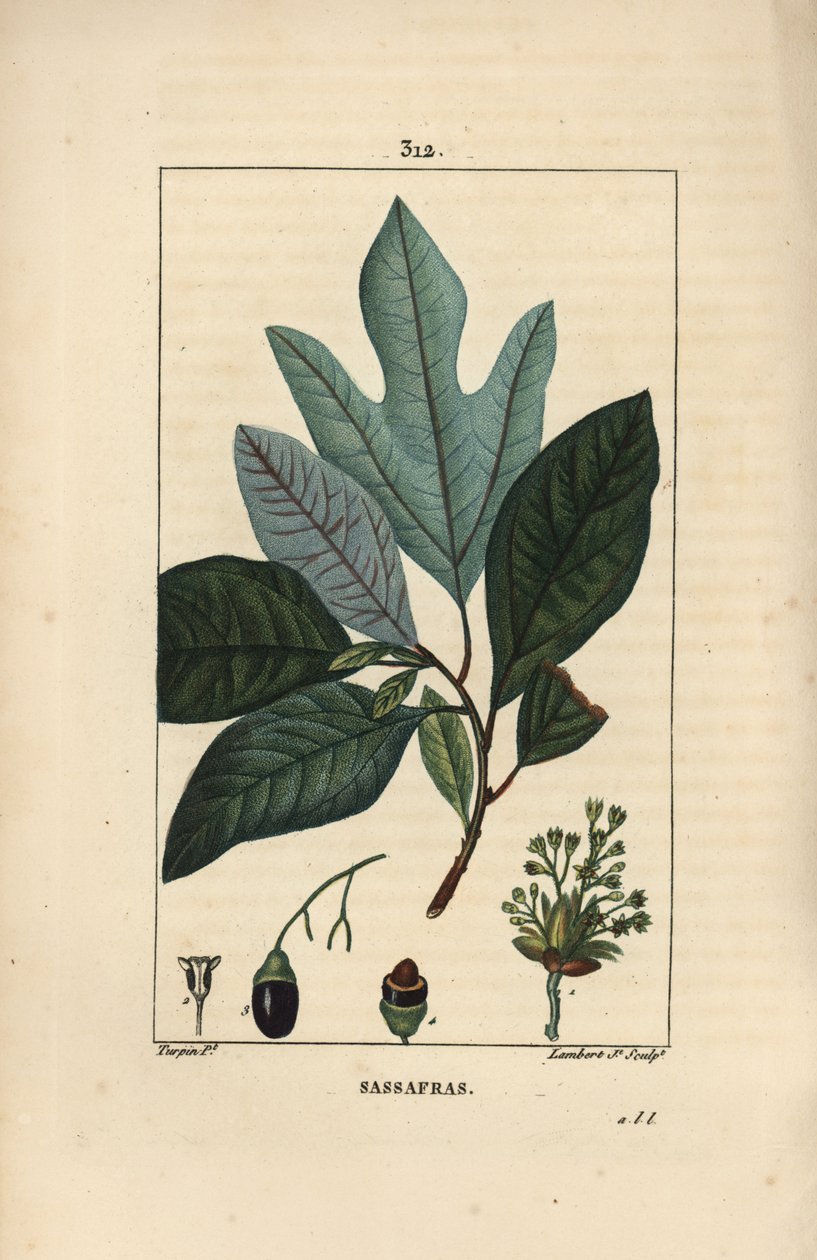 Laurier des Iroquois - Hvidt sassafras træ, Sassafras albidum, med blomst, blade, frugt og frø. Håndfarvet stiplet kobberstik af Lambert Junior efter en tegning af Pierre Jean-Francois Turpin fra Chaumeton, Poiret og Chamberets "" La Flore af Pierre Jean Francois Turpin
