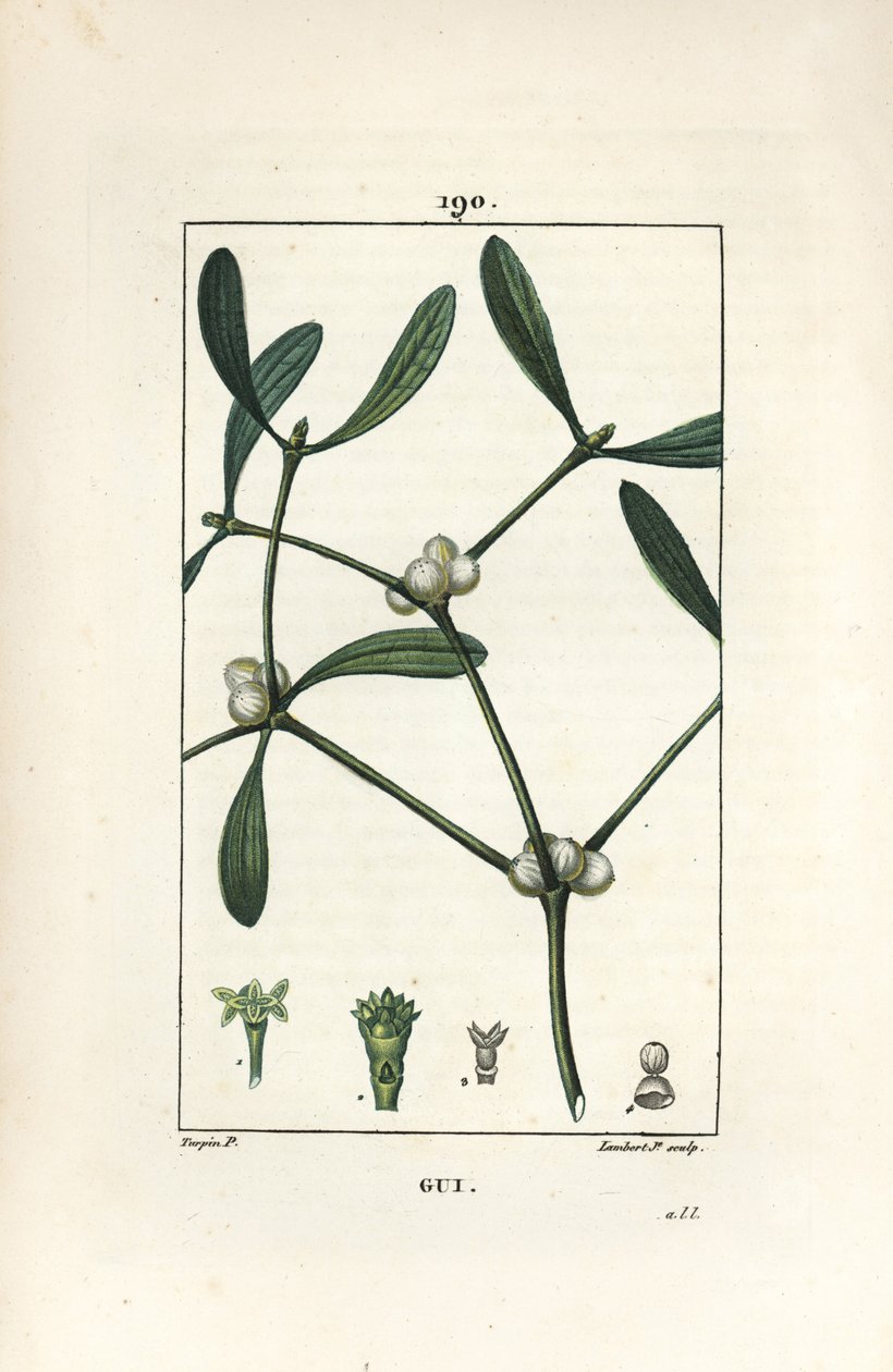 Leafy mistelten - Mistelten, Vissperm album. Håndkoloreret kobberstik af Lambert Junior efter en tegning af Pierre Jean-Francois Turpin fra Chaumeton, Poiret og Chamberets "" La Flore Medicale,"" Paris, Panckoucke af Pierre Jean Francois Turpin