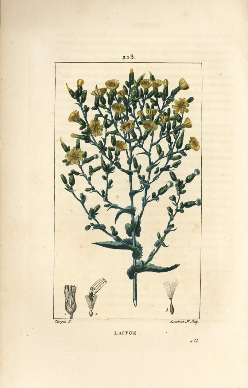 Salat - Salat, Lactuca sativa. Håndkoloreret kobberstik af Lambert Junior efter en tegning af Pierre Jean-Francois Turpin fra Chaumeton, Poiret og Chamberets "" La Flore Medicale,"" Paris, Panckoucke af Pierre Jean Francois Turpin