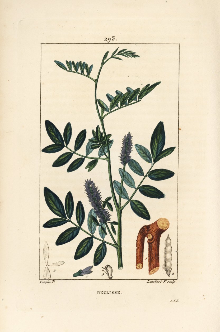 Lakrids eller lakrids, Glycyrrhiza glabra, med blomst, blade, bark, trægren og frø. Håndfarvet stiplet kobberstik af Lambert Junior efter en tegning af Pierre Jean-Francois Turpin fra Chaumeton, Poiret og Chamberets "" La Flore Medical af Pierre Jean Francois Turpin