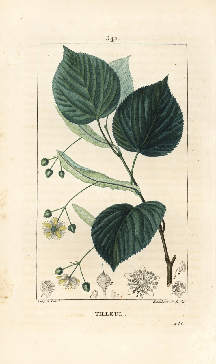 Lindetræ eller lindetræ, Tilia europea, med blad, gren, blomst og frø. Håndfarvet stiplet kobberstik af Lambert Junior fra en tegning af Pierre Jean-Francois Turpin fra Chaumeton, Poiret og Chamberets "" La Flore Medicale,"" Paris, Pa. af Pierre Jean Francois Turpin