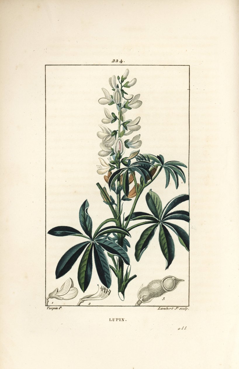 Lupin - Hvid lupin, Lupinus sativus. Håndkoloreret kobberstik af Lambert Junior efter en tegning af Pierre Jean-Francois Turpin fra Chaumeton, Poiret og Chamberets "" La Flore Medicale,"" Paris, Panckoucke af Pierre Jean Francois Turpin