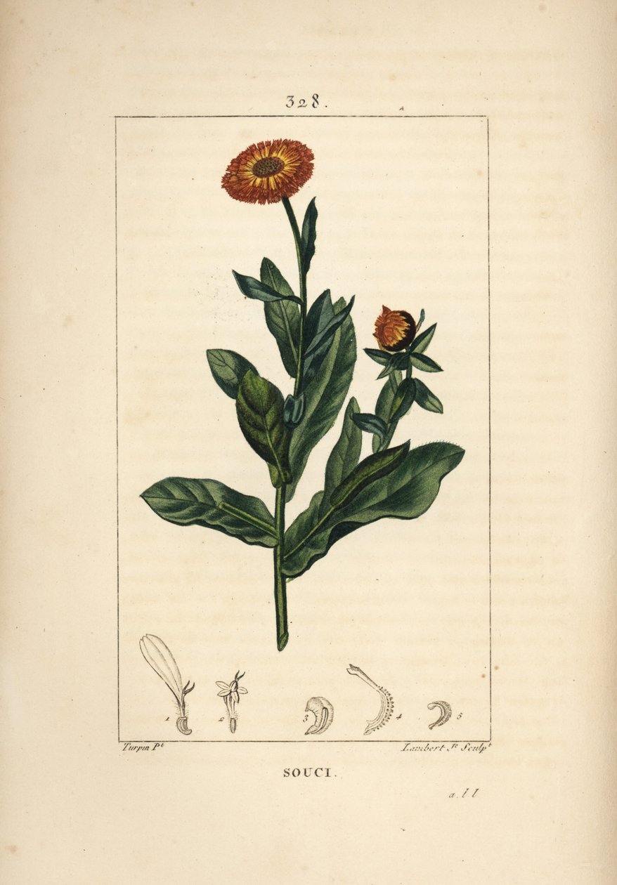 Morgenfrue, Calendula officinalis, med blomst, blad og stilk. Håndkoloreret kobberstik af Lambert Junior efter en tegning af Pierre Jean-Francois Turpin fra Chaumeton, Poiret og Chamberets "" La Flore Medicale,"" Paris, Panckoucke af Pierre Jean Francois Turpin