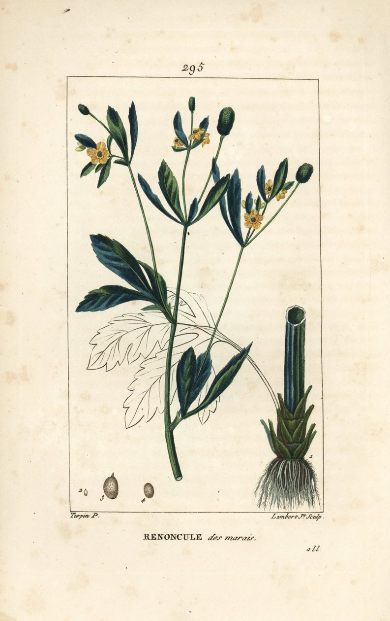Marsk-caltha, marsk-bestand eller vandmorgenfrue - Marsh-caltha eller marsk-kragefod, Caltha palustris (Ranunculus palustris), med blomst, blad, stilk, rod og frø. Håndfarvet stiplet kobberstik af Lambert Junior efter en tegning af Pierre Jea af Pierre Jean Francois Turpin