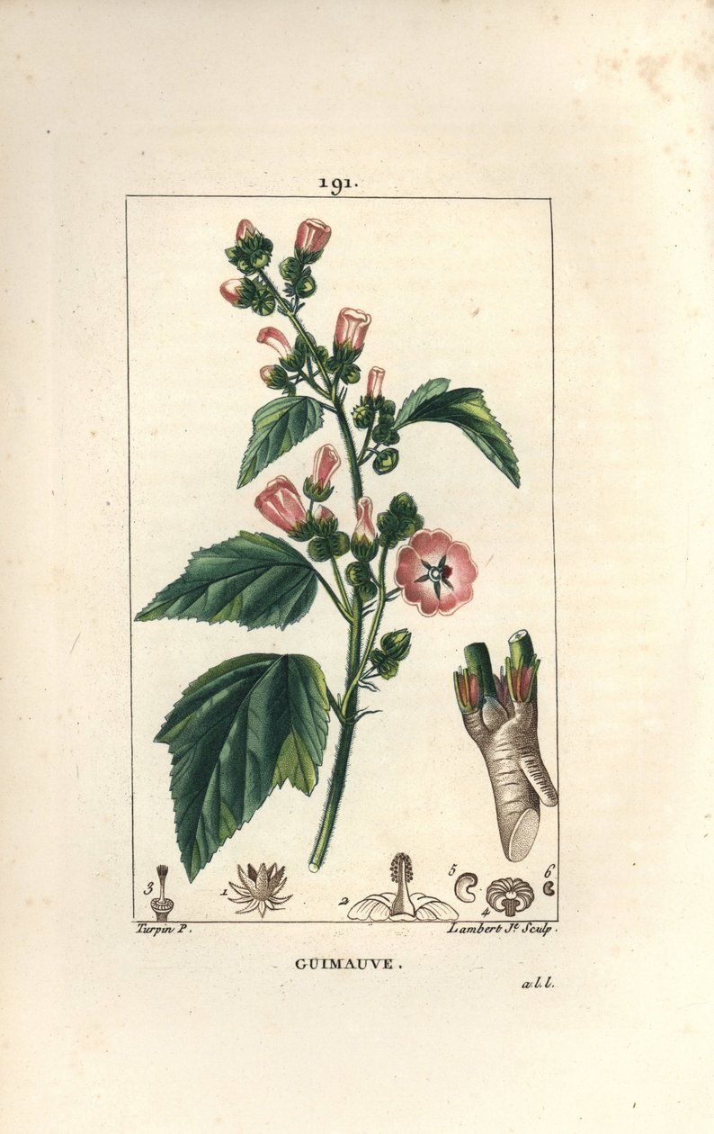 Skumfidus, vild skumfidus eller hvid skumfidus - Marshmallow, Althaea officinalis. Håndfarvet stiplet kobberstik af Lambert Junior efter en tegning af Pierre Jean-Francois Turpin fra Chaumeton, Poiret og Chamberets "" La Flore Medicale,"" Par af Pierre Jean Francois Turpin