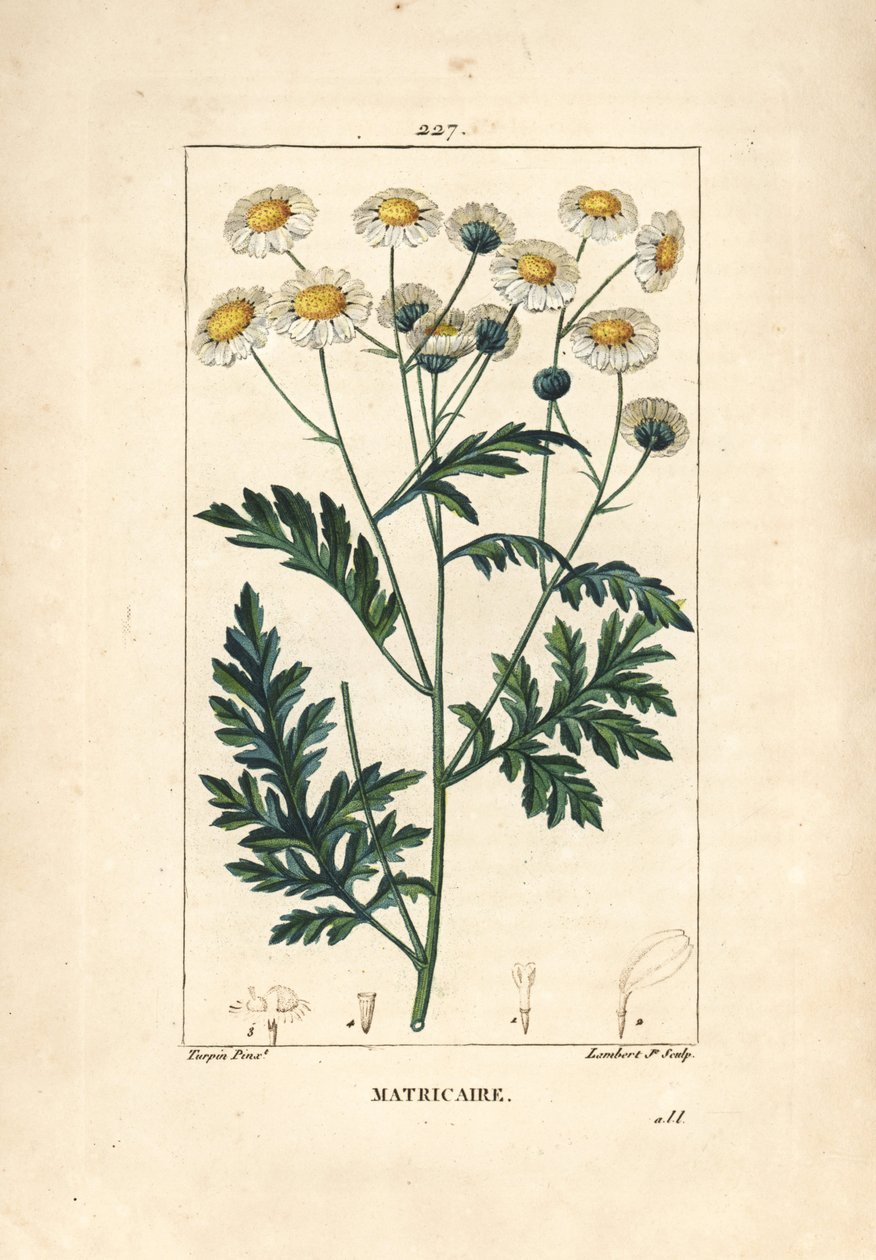 Matricary - Feverfew, Matricaria vulgaris. Håndkoloreret kobberstik af Lambert Junior efter en tegning af Pierre Jean-Francois Turpin fra Chaumeton, Poiret og Chamberets "" La Flore Medicale,"" Paris, Panckoucke af Pierre Jean Francois Turpin