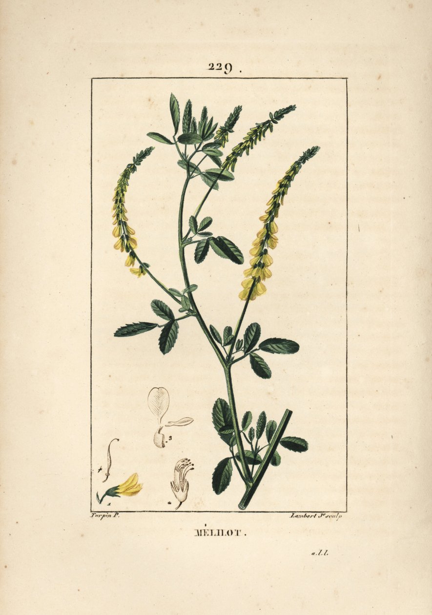 Melilot - Melilot trefoil, Melitotus officinarum. Håndkoloreret kobberstik af Lambert Junior efter en tegning af Pierre Jean-Francois Turpin fra Chaumeton, Poiret og Chamberets "" La Flore Medicale,"" Paris, Panckoucke af Pierre Jean Francois Turpin