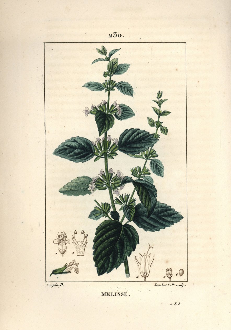 Melisse des jardins eller melisse dyrket - Almindelig balsam, Melissa hydrtensis. Håndfarvet stiplet kobberstik af Lambert Junior fra en tegning af Pierre Jean-Francois Turpin fra Chaumeton, Poiret og Chamberets "" La Flore Medicale,"" Paris, Pa. af Pierre Jean Francois Turpin