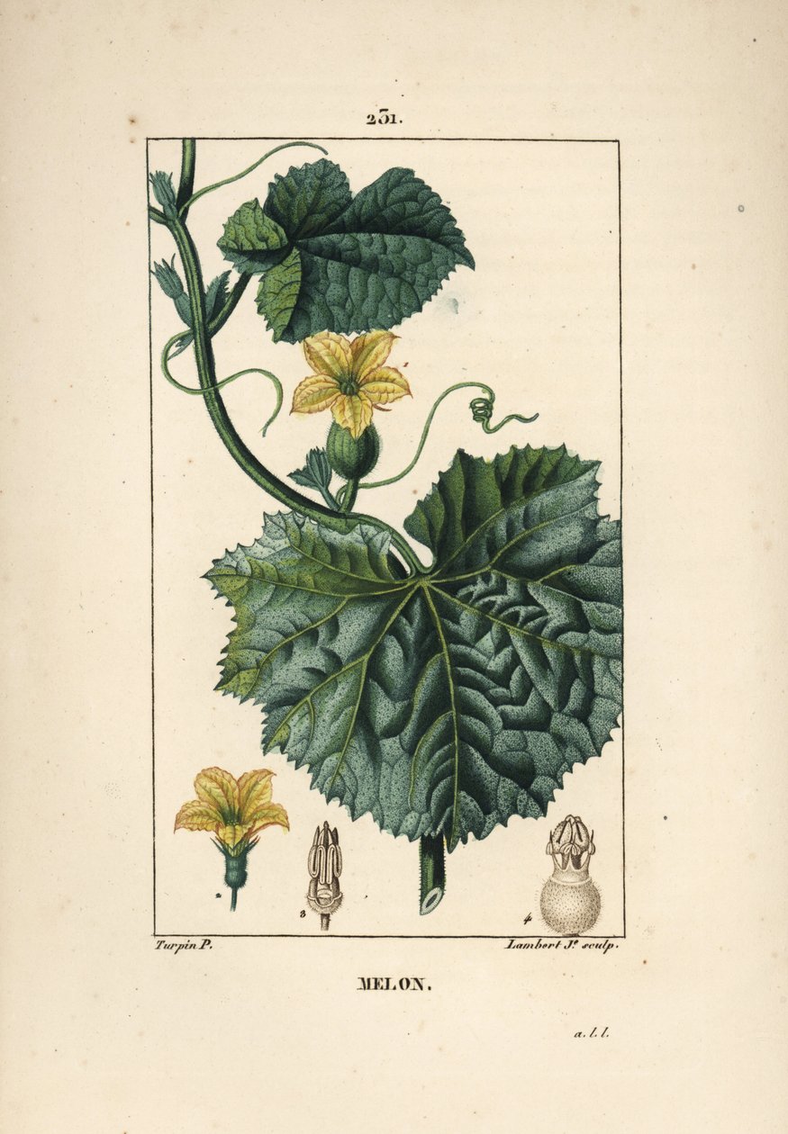 Melonblomster - Melonblomst, Cucumis melo, med blomst, blade og ranke. Håndfarvet stiplet kobberstik af Lambert Junior efter en tegning af Pierre Jean-Francois Turpin fra Chaumeton, Poiret og Chamberets "" La Flore Medicale,"" Paris, Panc af Pierre Jean Francois Turpin