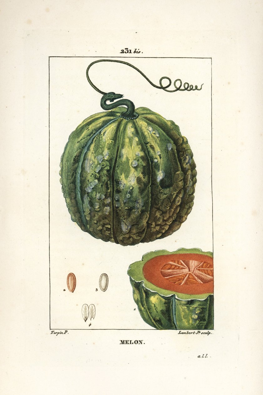 Melon, frugt - Melon, Cucumis melo, med frugt i sektion. Håndkoloreret kobberstik af Lambert Junior efter en tegning af Pierre Jean-Francois Turpin fra Chaumeton, Poiret og Chamberets "" La Flore Medicale,"" Paris, Panckoucke af Pierre Jean Francois Turpin