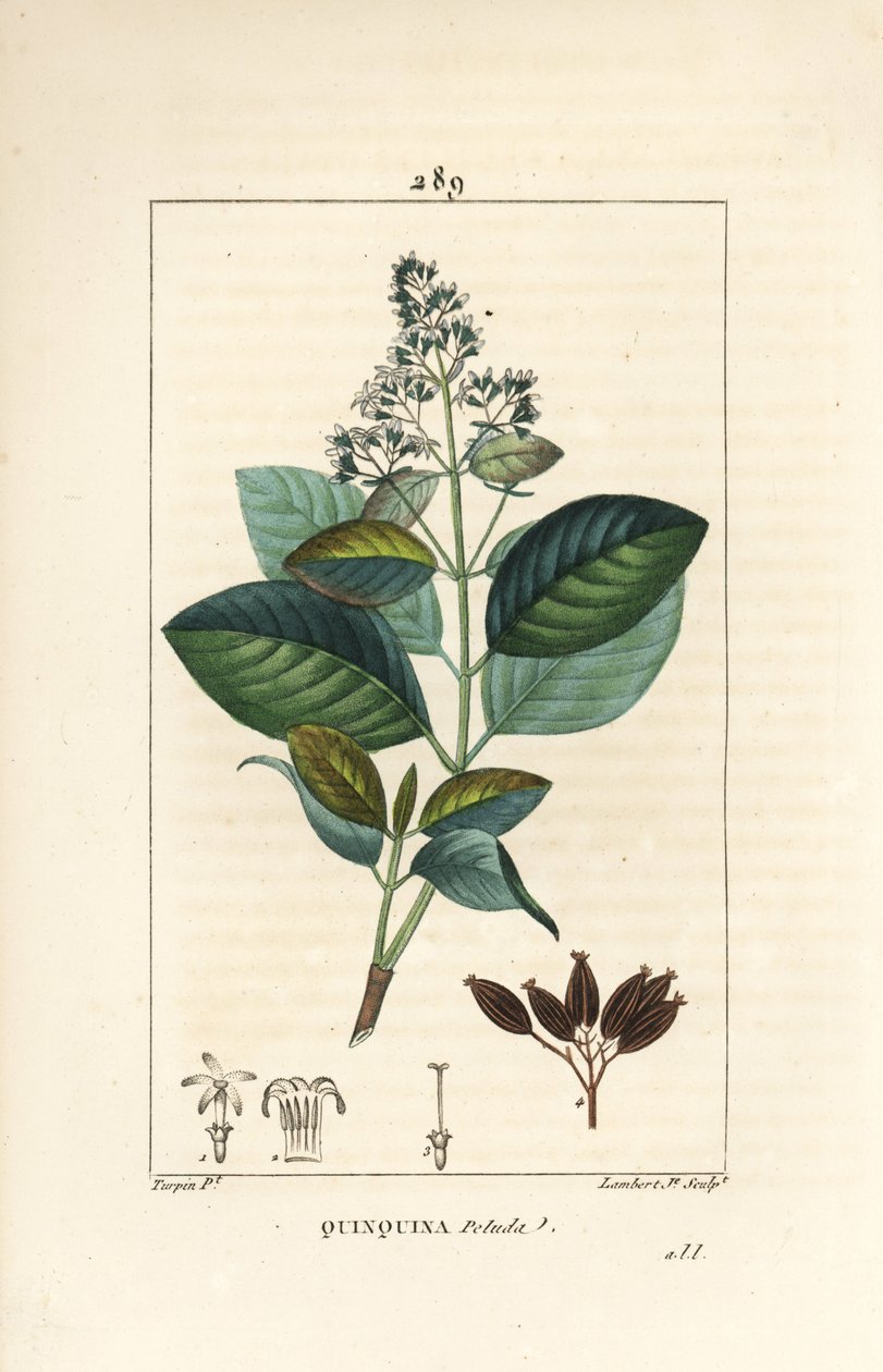 Michurago eller fruta de mono, Ladenbergia macrocarpa (Cinchona ovalifolia), med blomst, blade, stilk og frø. Håndfarvet stipplet kobberstik af Lambert Junior efter en tegning af Pierre Jean-Francois Turpin fra Chaumeton, Poiret og Chamberets " af Pierre Jean Francois Turpin