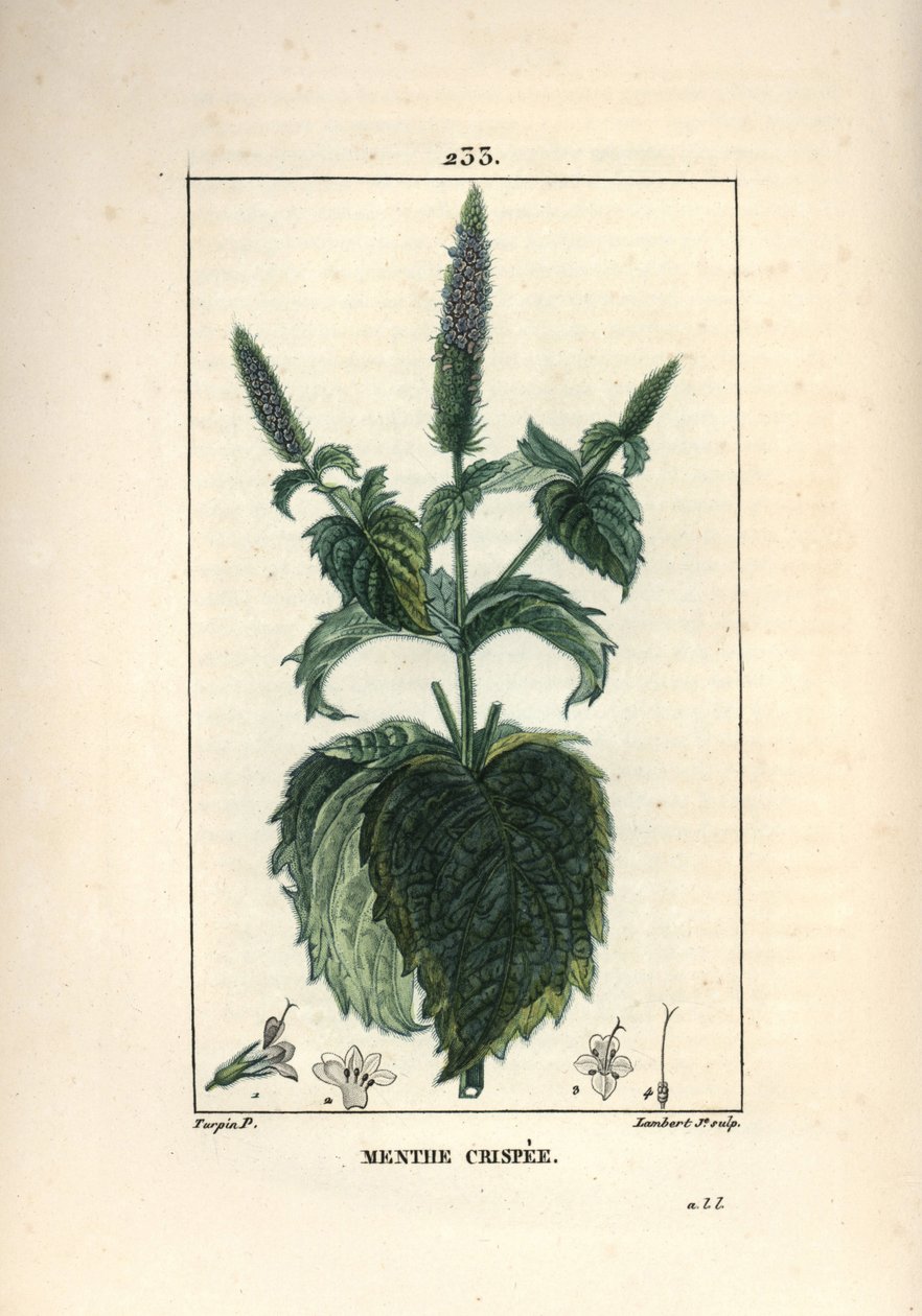 Mint crispee, kruset eller hult - Krøllet mynte, Mentha crispa. Håndkoloreret kobberstik af Lambert Junior efter en tegning af Pierre Jean-Francois Turpin fra Chaumeton, Poiret og Chamberets "" La Flore Medicale,"" Paris, Panckoucke af Pierre Jean Francois Turpin