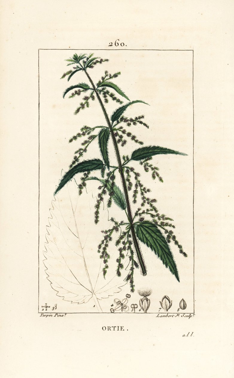 Nælde - Almindelig brændenælde, Urtica dioica, med blomster-, frø-, stilk- og bladomrids. Håndkoloreret kobberstik af Lambert Junior efter en tegning af Pierre Jean-Francois Turpin fra Chaumeton, Poiret og Chamberets "" La Flore Medica af Pierre Jean Francois Turpin