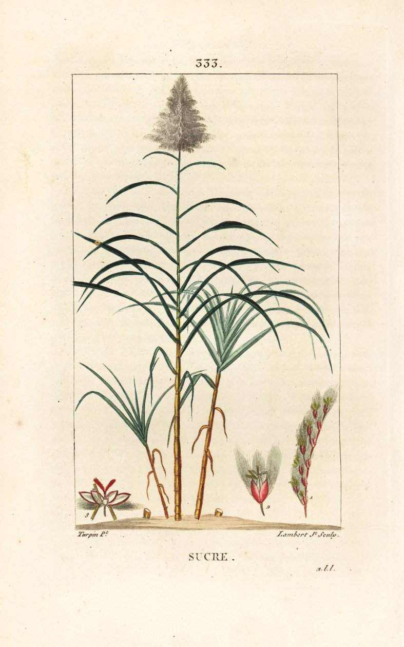 Ædelrør - Sukkerrør, Saccharum officinarum. Håndkoloreret kobberstik af Lambert Junior efter en tegning af Pierre Jean-Francois Turpin fra Chaumeton, Poiret og Chamberets "" La Flore Medicale,"" Paris, Panckoucke af Pierre Jean Francois Turpin