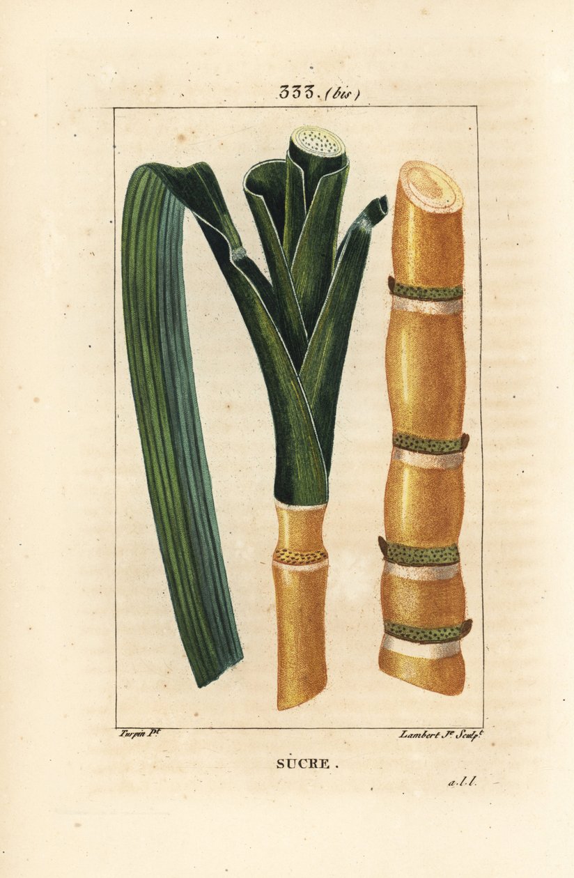 Ædelrør - Sukkerrør, Saccharum officinarum, stilk og blad. Håndkoloreret kobberstik af Lambert Junior efter en tegning af Pierre Jean-Francois Turpin fra Chaumeton, Poiret og Chamberets "" La Flore Medicale,"" Paris, Panckoucke af Pierre Jean Francois Turpin