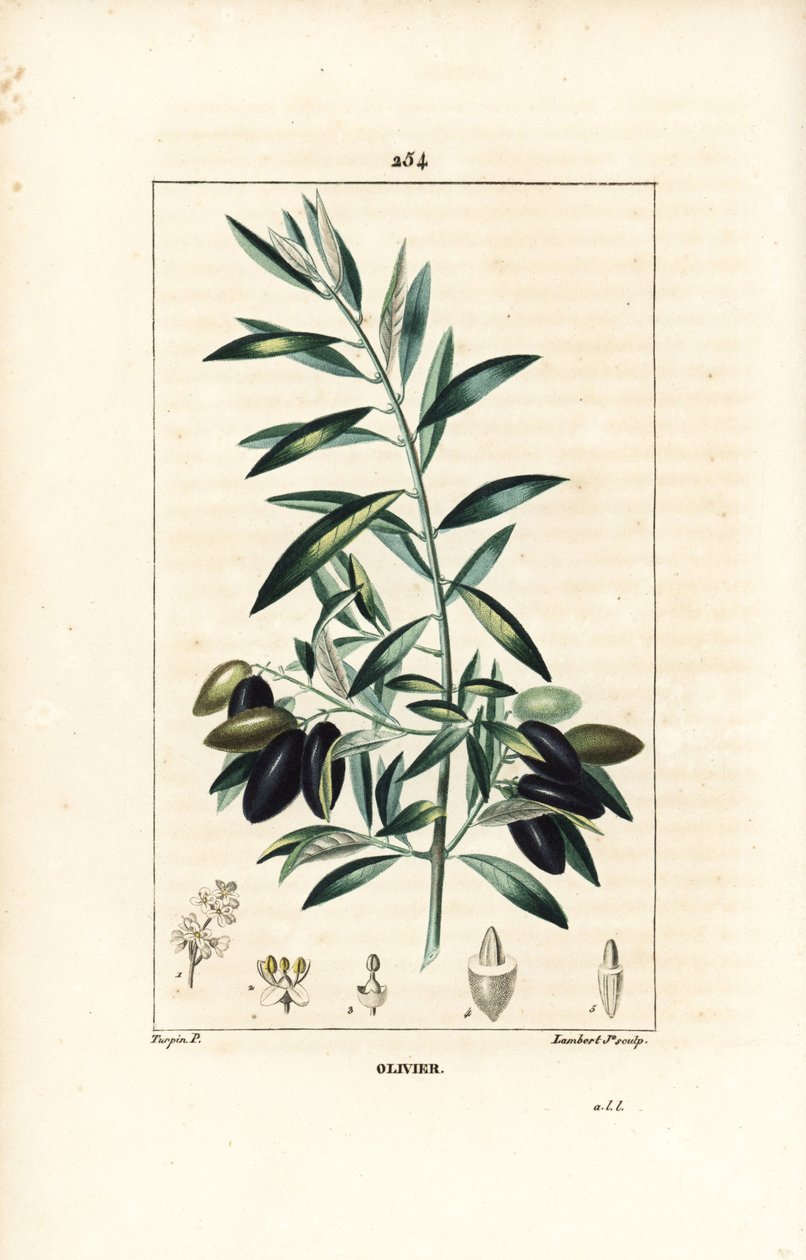 Olivier - Oliventræ, Olea europaea, med blade, grene, frugter og frø. Håndfarvet stipplet kobberstik af Lambert Junior efter en tegning af Pierre Jean-Francois Turpin fra Chaumeton, Poiret og Chamberets "" La Flore Medicale,"" Paris, Panckou af Pierre Jean Francois Turpin