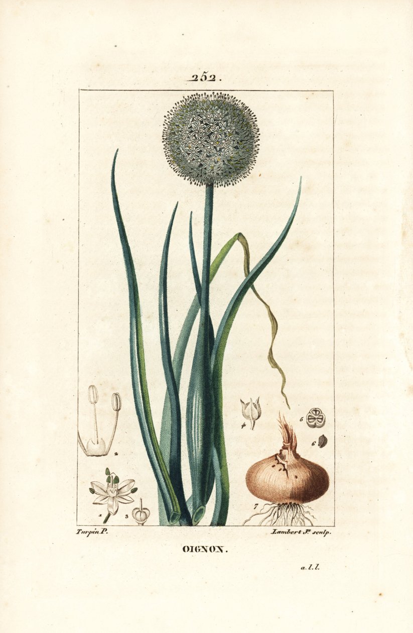 Løg - Løg, Allium cepa, med blomst, blade, løg og rødder. Håndkoloreret kobberstik af Lambert Junior efter en tegning af Pierre Jean-Francois Turpin fra Chaumeton, Poiret og Chamberets "" La Flore Medicale,"" Paris, Panckoucke af Pierre Jean Francois Turpin
