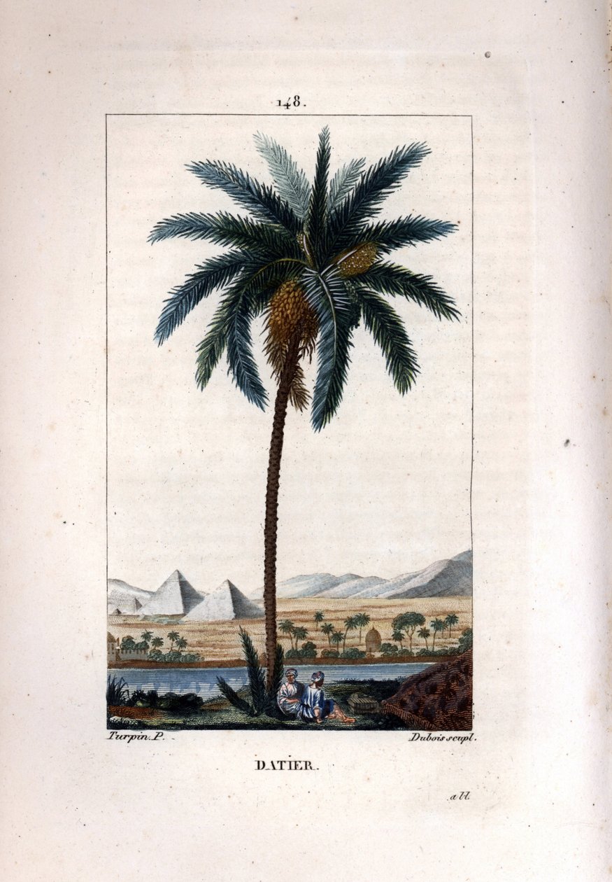Palme a dadler Dadelpalme, Phoenix dactylifera, viser frugt og blade mod landskab med pyramider og flod. Håndkoloreret kobberstik af Dubois efter en tegning af Pierre Jean-Francois Turpin fra Chaumeton, Poiret et Chamberets "" La af Pierre Jean Francois Turpin