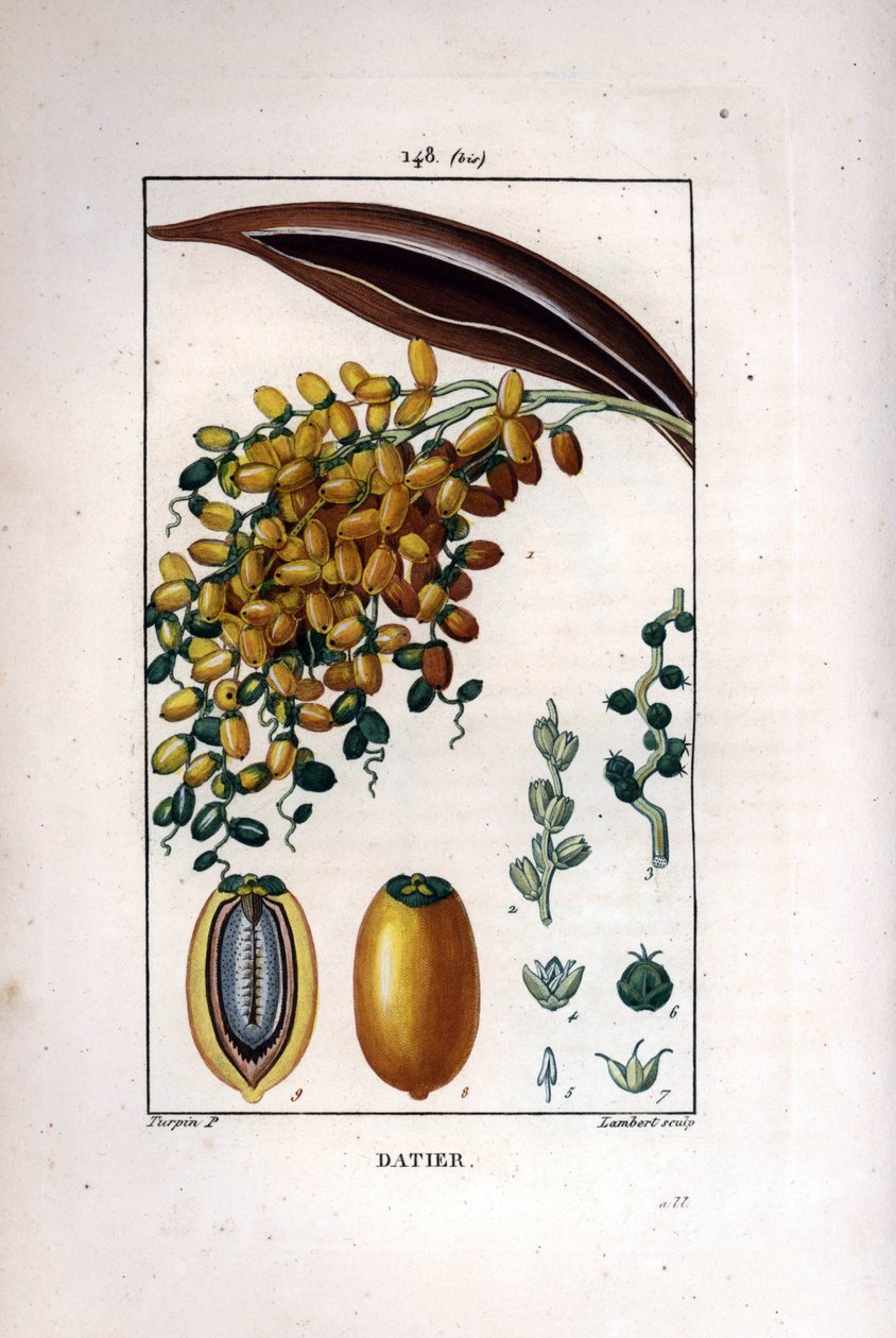 Palmegren a dadler - Daddelpalme, Phoenix dactylifera, viser moden frugt på en gren og individuel frugt i snit. Håndkoloreret kobberstik af Lambert efter en tegning af Pierre Jean-Francois Turpin fra Chaumeton, Poiret et Chamberet