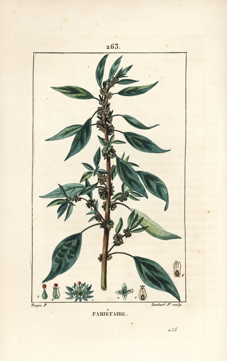Parietaire officinale (eller Perce wallaille, Casse pierre, Espargoule, Gamberoussette) - Vægpellitory, Parietaria officinalis, med stilk, blad, blomst og frø. Håndfarvet stiplet kobberstik af Lambert Junior efter en tegning af Pierre Jean-Fra af Pierre Jean Francois Turpin