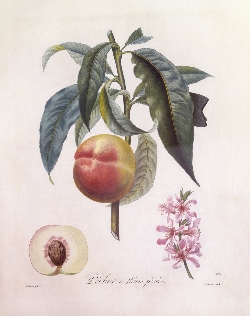 Fersken (Prunus persica), Henry Louis Duhamel du Monceau, botanisk plade af Pierre Jean Francois Turpin af Pierre Jean Francois Turpin