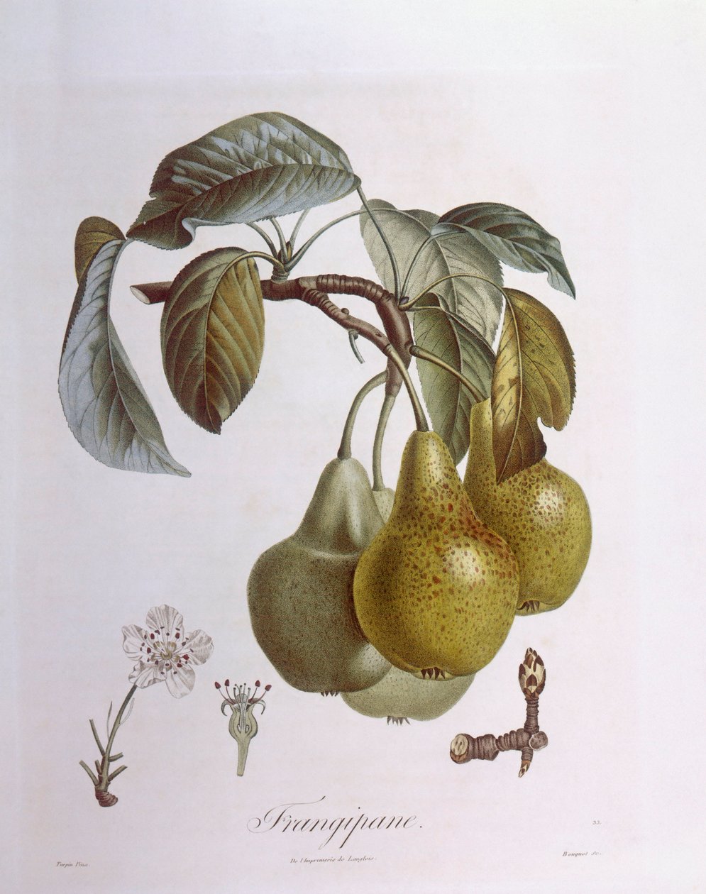 Pærer, Henry Louis Duhamel du Monceau, botanisk plade af Pierre Jean Francois Turpin