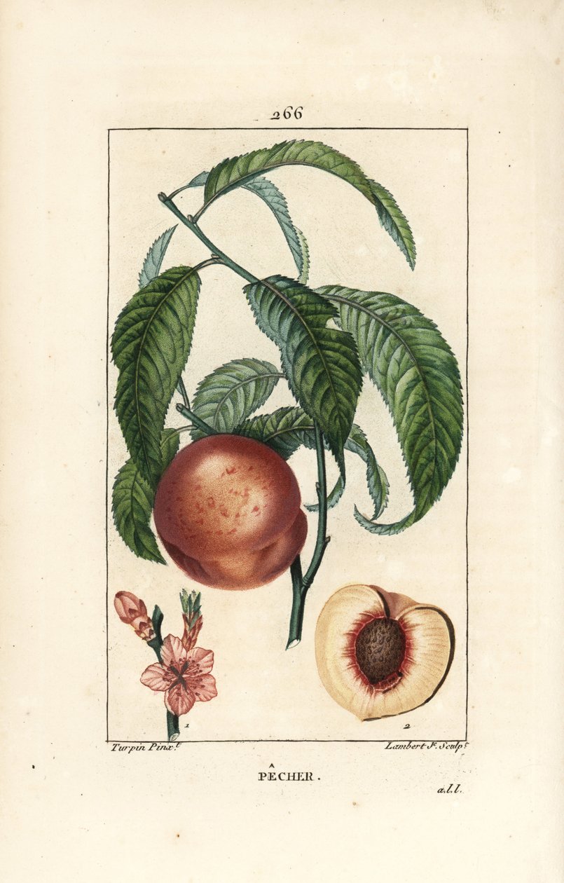 Pecher - Ferskentræ, Amygdalus persica, med blomst, blade, stilk, moden frugt og frugt i sektion med frø. Håndkoloreret kobberstik af Lambert Junior efter en tegning af Pierre Jean-Francois Turpin fra Chaumeton, Poiret og Chamberet