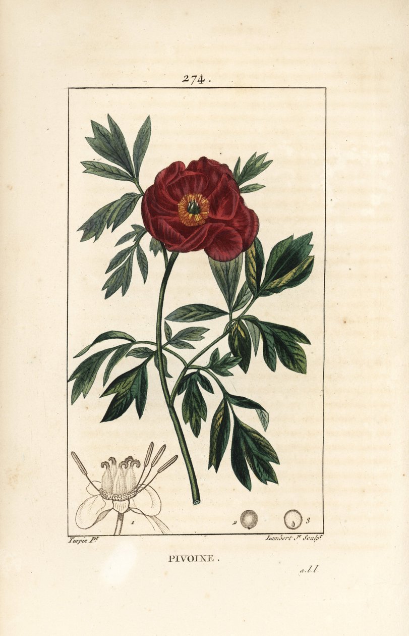 Peony officinale - Europæisk pæon, Paeonia officinalis, med blomst, blade og omrids af blomsterdele. Håndfarvet stiplet kobberstik af Lambert Junior efter en tegning af Pierre Jean-Francois Turpin fra Chaumeton, Poiret og Chamberets "" La F af Pierre Jean Francois Turpin