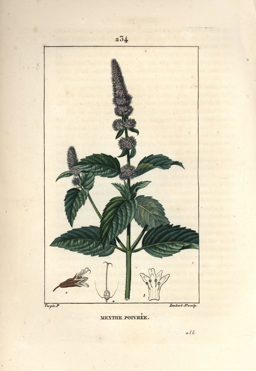 Pebermynte - Pebermynte, Mentha piperita. Håndkoloreret kobberstik af Lambert Junior efter en tegning af Pierre Jean-Francois Turpin fra Chaumeton, Poiret og Chamberets "" La Flore Medicale,"" Paris, Panckoucke af Pierre Jean Francois Turpin