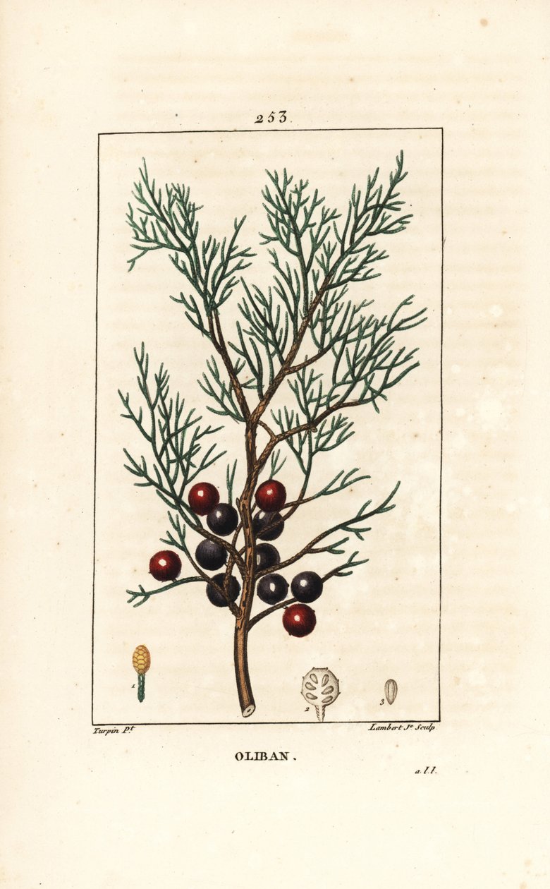 Phoenicie eller Lycia Juniper eller Red Juniper - Fønikisk enebær, arar eller røgelse, Juniperus phoenicea, med gren, blade og bær. Håndfarvet stipplet kobberstik af Lambert Junior efter en tegning af Pierre Jean-Francois Turpin fra Chaumeton, Po af Pierre Jean Francois Turpin