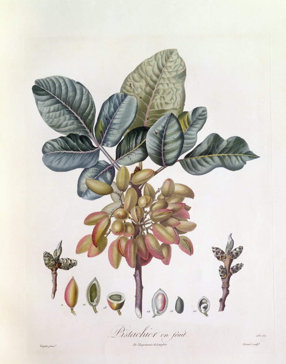 Pistacie (Pistacia vera), Henry Louis Duhamel du Monceau, botanisk plade af Pierre Jean Francois Turpin af Pierre Jean Francois Turpin