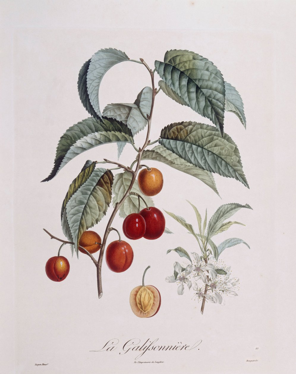 Blomme "La Galifsonniere" Henry Louis Duhamel du Monceau, botanisk plade af Pierre Jean Francois Turpin af Pierre Jean Francois Turpin