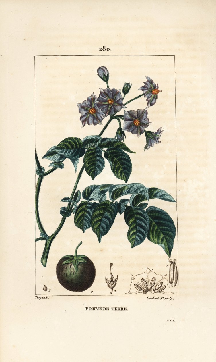 Kartoffel (kartoffel) - Kartoffel, Solanum tuberosum, med blomst, blade, stilk og frugt. Håndfarvet stipplet kobberstik af Lambert Junior efter en tegning af Pierre Jean-Francois Turpin fra Chaumeton, Poiret og Chamberets "" La Flore Medicale,"" Paris af Pierre Jean Francois Turpin