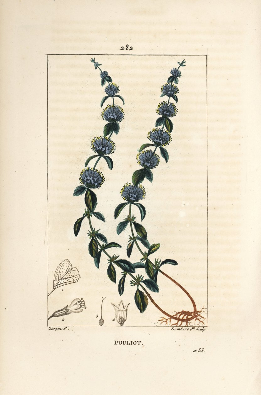 Pouliot mynte - Pennyroyal mynte, Mentha pulegium, med blomst, blade, stilk, rod og frø. Håndfarvet stiplet kobberstik af Lambert Junior efter en tegning af Pierre Jean-Francois Turpin fra Chaumeton, Poiret og Chamberets "" La Flore Medicale af Pierre Jean Francois Turpin