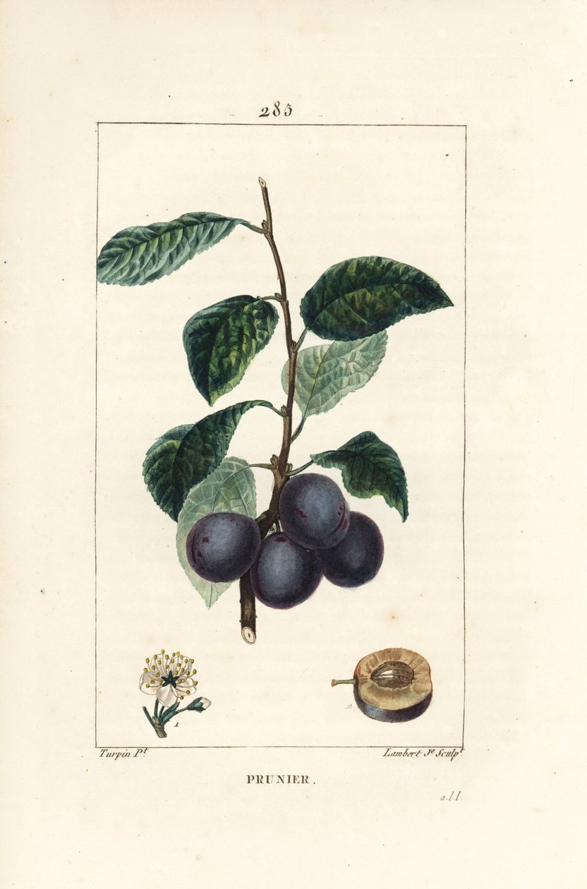 Sveske - Blomme- eller blommetræ, Prunus domestica, med frugt, blade, blomster, gren og moden frugt i sektion. Håndfarvet stiplet kobberstik af Lambert Junior efter en tegning af Pierre Jean-Francois Turpin fra Chaumeton, Poiret og Chamberets "" L af Pierre Jean Francois Turpin