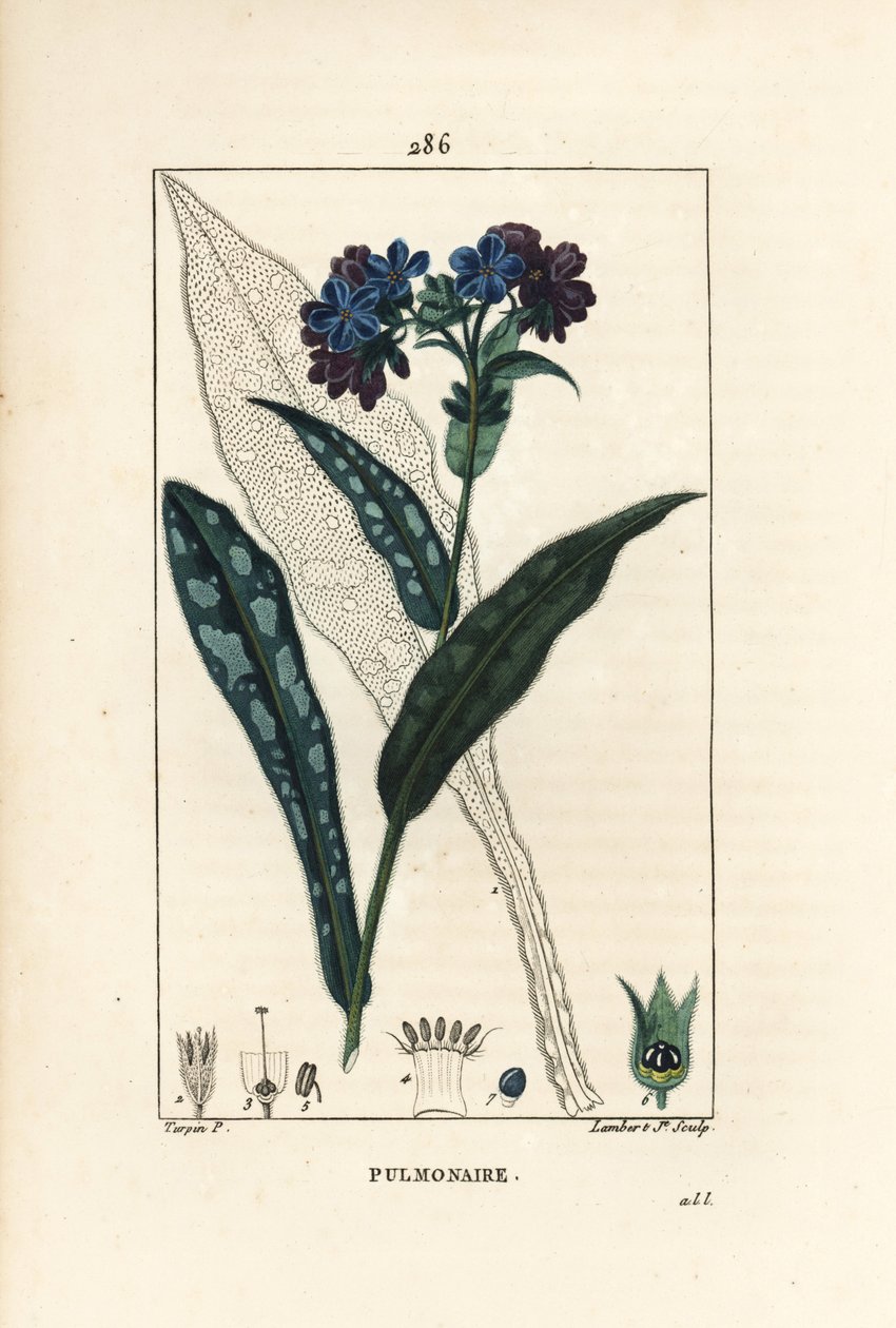 Pulmonal officinale - Lungeurt, Pulmonaria officinalis, med blomst, blad, stilk og blad i omridset. Håndfarvet stiplet kobberstik af Lambert Junior efter en tegning af Pierre Jean-Francois Turpin fra Chaumeton, Poiret og Chamberets "" La af Pierre Jean Francois Turpin
