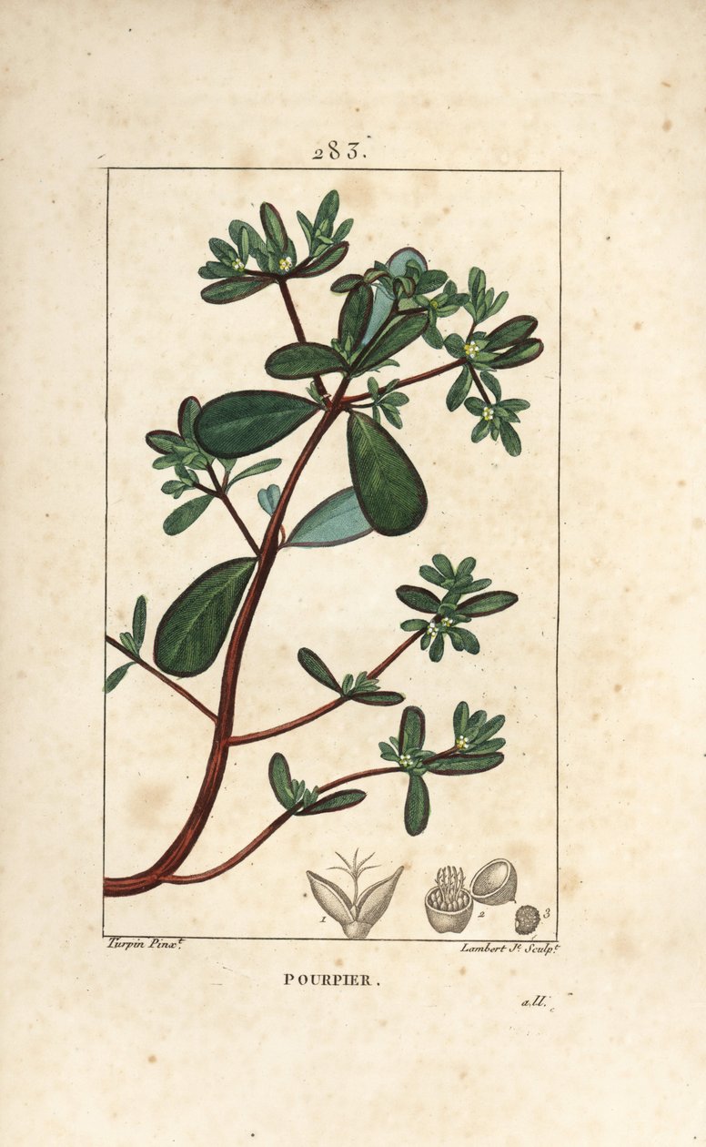 Portulak, Porcelan, Porculaca oleracea, med blad, stilk og blomst. Håndfarvet stiplet kobberstik af Lambert Junior fra en tegning af Pierre Jean-Francois Turpin fra Chaumeton, Poiret og Chamberets "" La Flore Medicale,"" Paris, Panckouck af Pierre Jean Francois Turpin