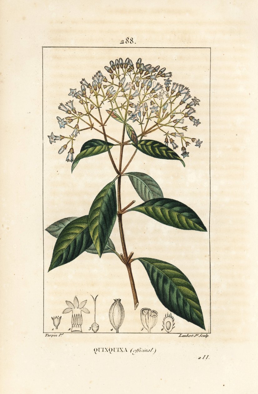Quinquina - Kinin eller peruviansk barktræ, Cinchona officinalis, med blomst, gren, blad og frø. Håndfarvet stipple kobberstik af Lambert Junior efter en tegning af Pierre Jean-Francois Turpin fra Chaumeton, Poiret og Chamberets "" La Flo af Pierre Jean Francois Turpin