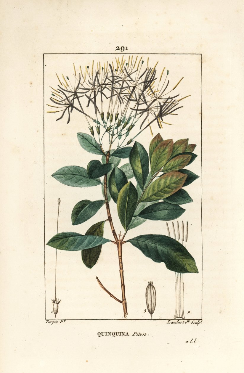 Quinquina python - Exostema sanctae-luciae (syn. Cinchona floribunda), med blomst, blade, stilk og frø. Håndfarvet stipplet kobberstik af Lambert Junior efter en tegning af Pierre Jean-Francois Turpin fra Chaumeton, Poiret og Chamberets "" La af Pierre Jean Francois Turpin