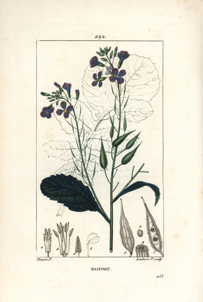 Radise - Radise, Raphanus sativus, med blomster-, blad-, frø- og bladomrids. Håndfarvet stiplet kobberstik af Lambert Junior fra en tegning af Pierre Jean-Francois Turpin fra Chaumeton, Poiret og Chamberets "" La Flore Medicale,"" Paris, Pa. af Pierre Jean Francois Turpin