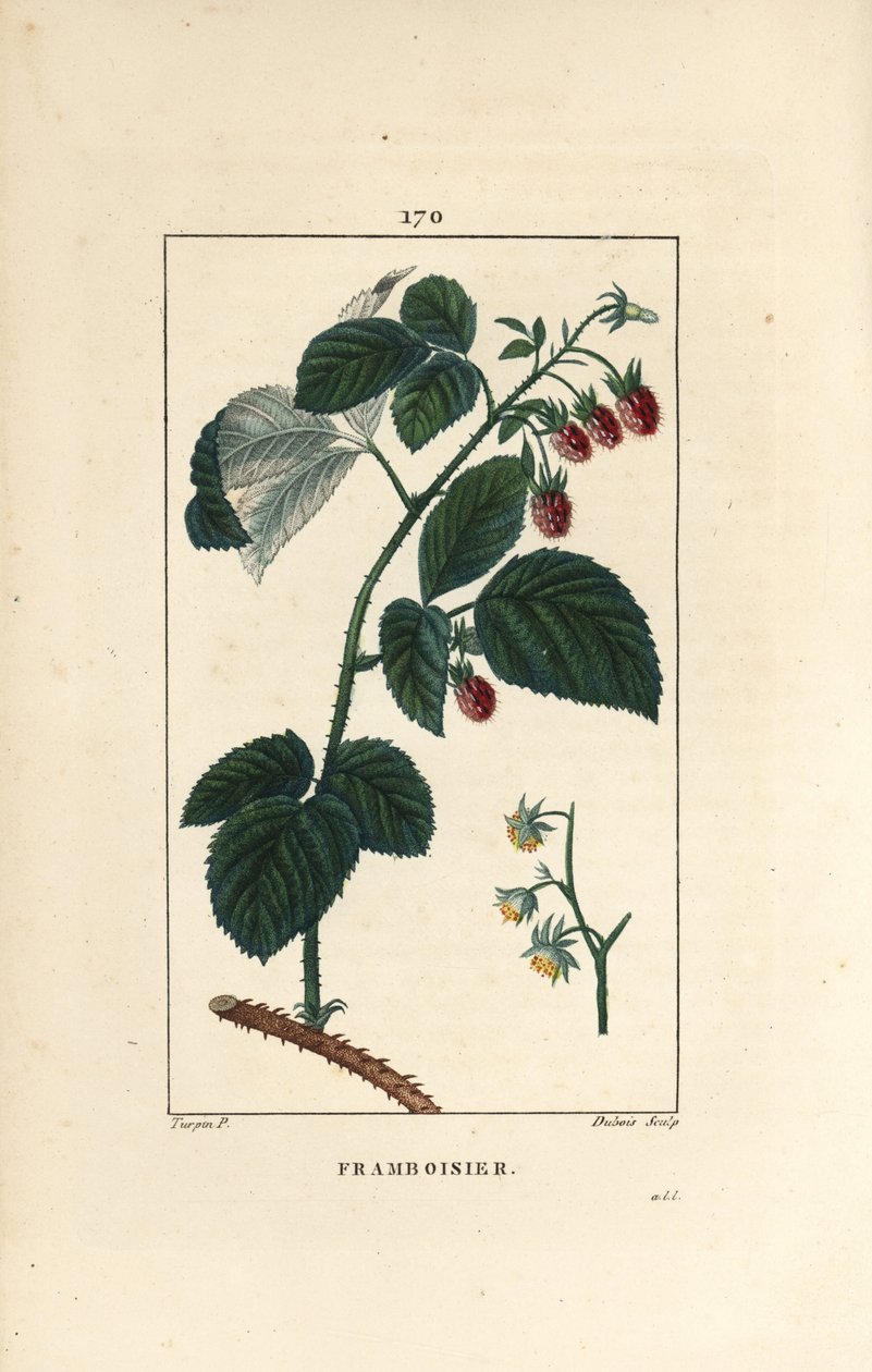 Hindbær - Hindbær, Rubus idaeus, der viser blomster, blade, torne og moden frugt. Håndfarvet stiplet kobberstik af Lambert Junior efter en tegning af Pierre Jean-Francois Turpin fra Chaumeton, Poiret et Chamberets "" La Flore Medicale,"" P af Pierre Jean Francois Turpin