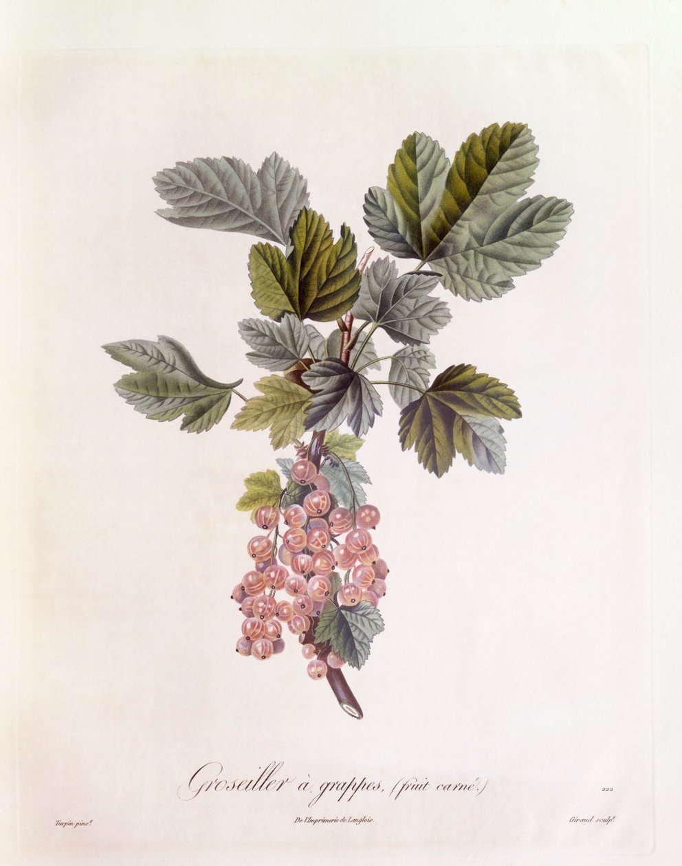 Rød solbær (Ribes rubrum), Henry Louis Duhamel du Monceau, botanisk plade af Pierre Jean Francois Turpin af Pierre Jean Francois Turpin