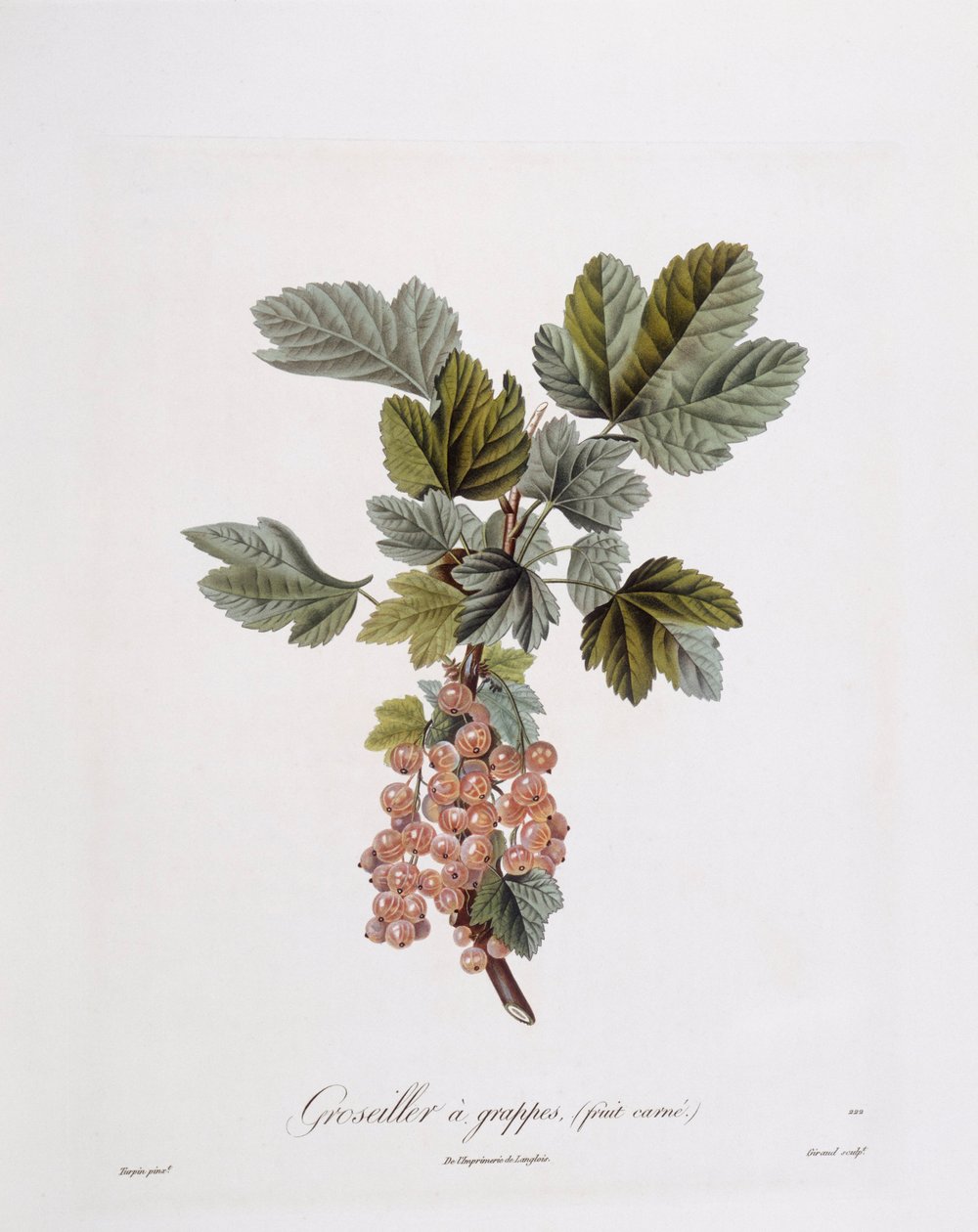 Røde ribs (Ribes rubrum), Henry Louis Duhamel du Monceau, botanisk tallerken af ​​Pierre Jean Francois Turpin af Pierre Jean Francois Turpin